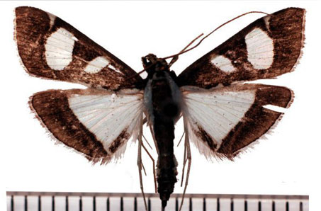 /filer/webapps/moths/media/images/B/bicolor_Glyphodes_AM_SMNH.jpg