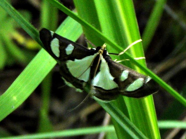 /filer/webapps/moths/media/images/B/bicolor_Glyphodes_A_Evered.jpg