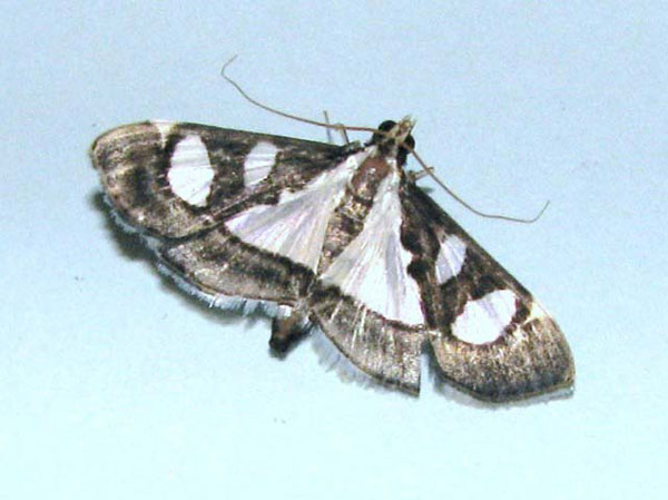/filer/webapps/moths/media/images/B/bicolor_Glyphodes_A_Goff.jpg