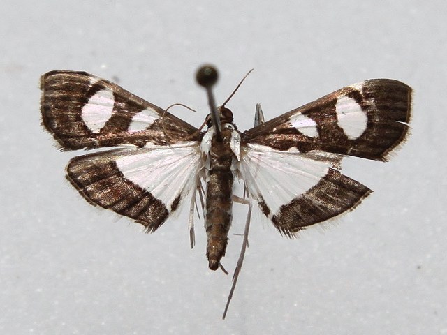 /filer/webapps/moths/media/images/B/bicolor_Glyphodes_A_Goffa.jpg