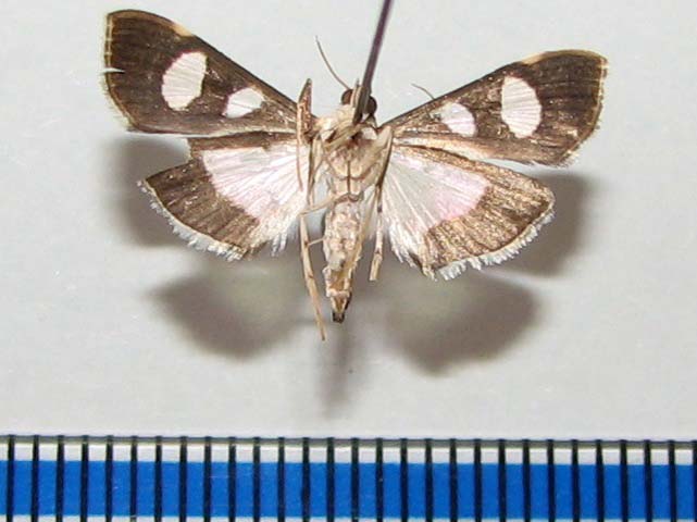 /filer/webapps/moths/media/images/B/bicolor_Glyphodes_A_Goffb.jpg