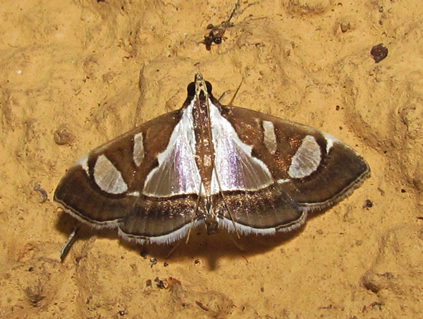 /filer/webapps/moths/media/images/B/bicolor_Glyphodes_A_Heyns_01.jpg