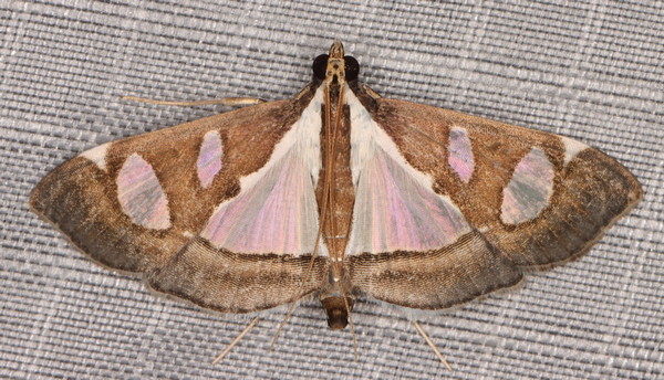 /filer/webapps/moths/media/images/B/bicolor_Glyphodes_A_Heyns_01_24foQ0N.jpg