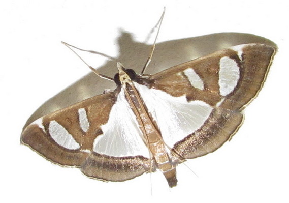 /filer/webapps/moths/media/images/B/bicolor_Glyphodes_A_Heyns_02_y3BHzfJ.jpg