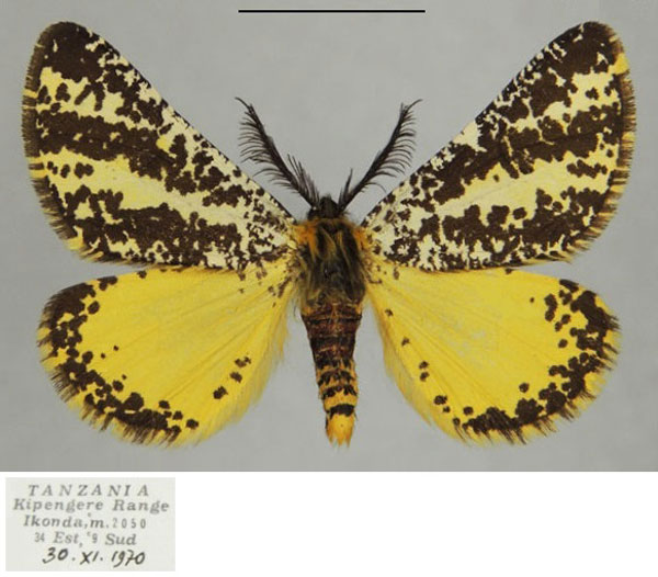 /filer/webapps/moths/media/images/B/bicolor_Nothofidonia_AM_ZSMa.jpg