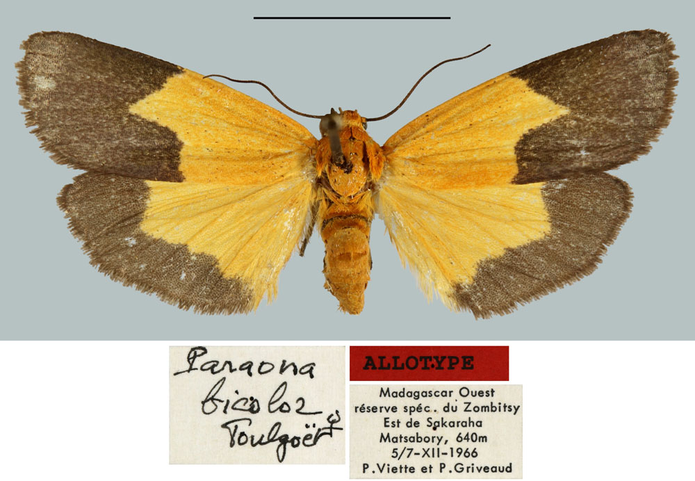 /filer/webapps/moths/media/images/B/bicolor_Paraona_AT_MNHN.jpg