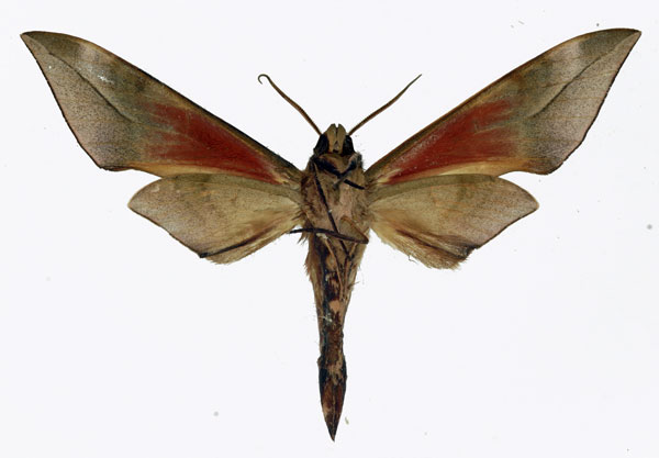 /filer/webapps/moths/media/images/B/bicolor_Phylloxiphia_AM_Basquin_02.jpg
