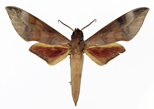 /filer/webapps/moths/media/images/B/bicolor_Phylloxiphia_AM_Basquin_03.jpg