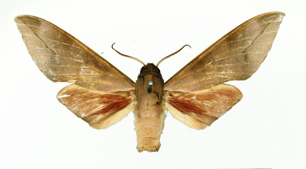 /filer/webapps/moths/media/images/B/bicolor_Phylloxiphia_AM_Basquin_04.jpg