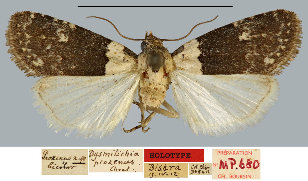 /filer/webapps/moths/media/images/B/bicolor_Proxenus_HT_MNHN.jpg
