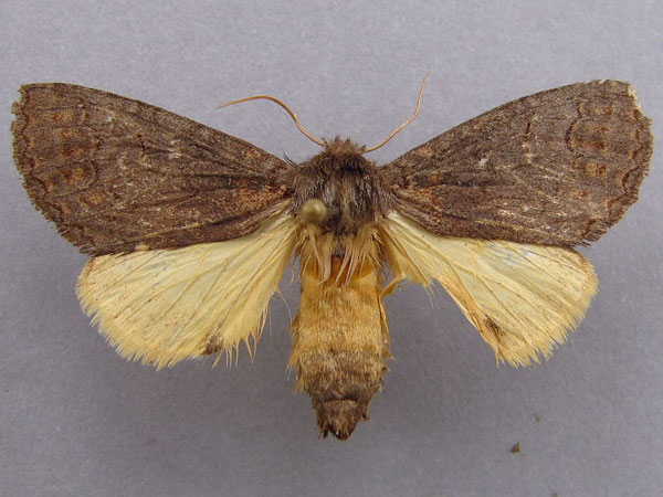 /filer/webapps/moths/media/images/B/bicolor_Sarimarais_A_Baron_01.jpg