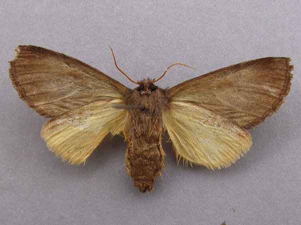 /filer/webapps/moths/media/images/B/bicolor_Sarimarais_A_Baron_02.jpg