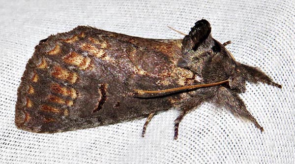 /filer/webapps/moths/media/images/B/bicolor_Sarimarais_A_Braun_4.jpg