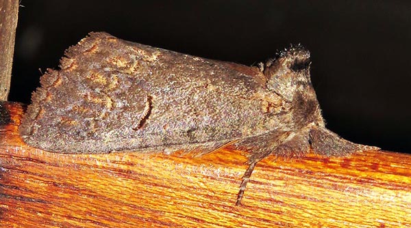 /filer/webapps/moths/media/images/B/bicolor_Sarimarais_A_Braun_5.jpg