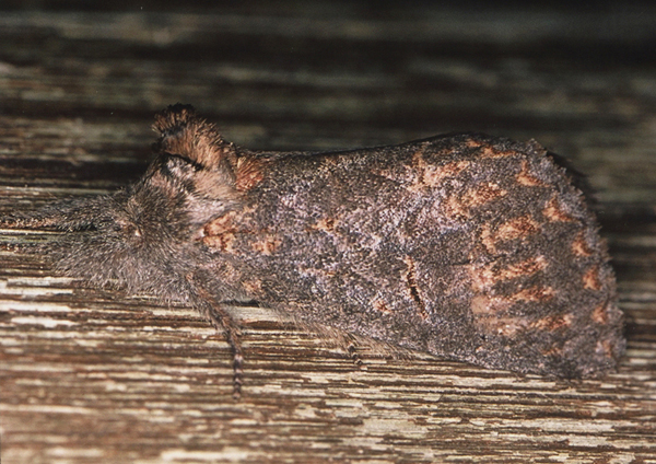 /filer/webapps/moths/media/images/B/bicolor_Sarimarais_A_Roland_01.jpg