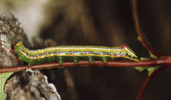 /filer/webapps/moths/media/images/B/bicolor_Sarimarais_C_Roland_11.jpg