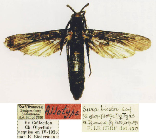 /filer/webapps/moths/media/images/B/bicolor_Sura_AT_MNHN.jpg