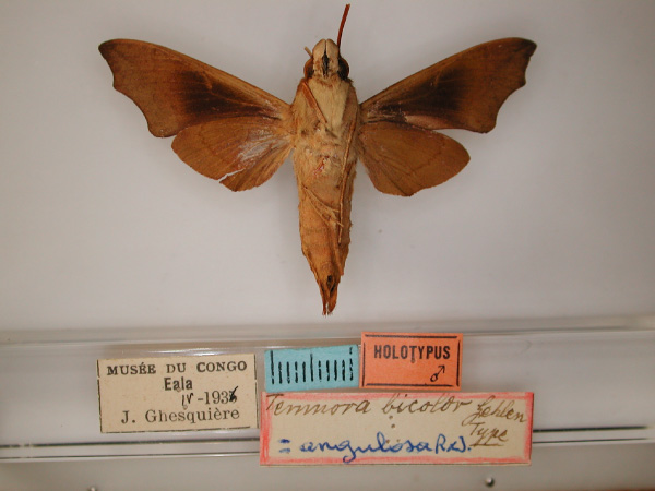 /filer/webapps/moths/media/images/B/bicolor_Temnora_HT_RMCA_02.jpg