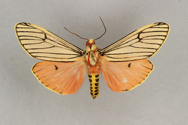 /filer/webapps/moths/media/images/B/bicolor_Teracotona_AM_BMNH.jpg
