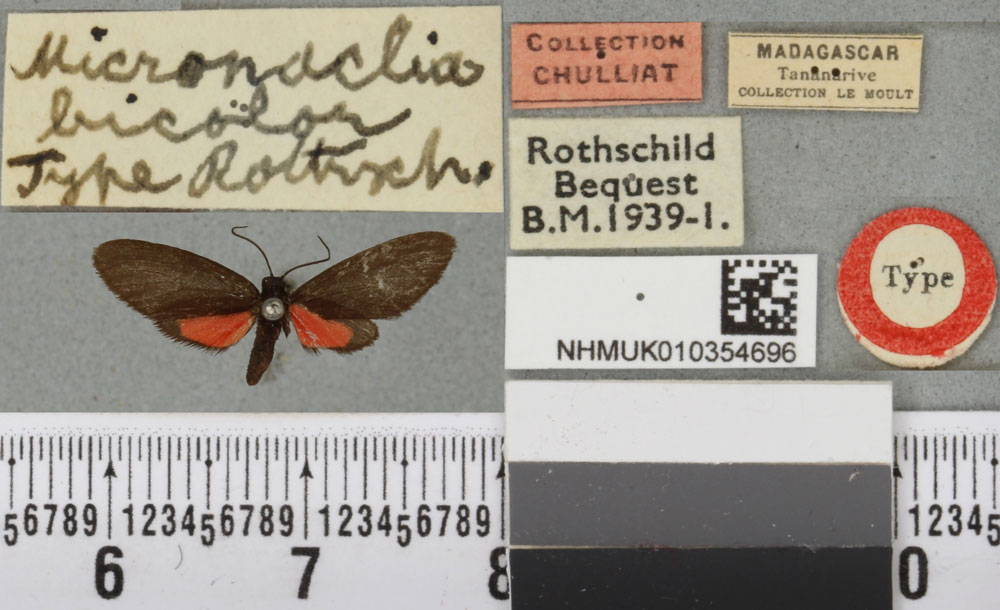 /filer/webapps/moths/media/images/B/bicolor_Tsarafidynia_HT_BMNHa.jpg