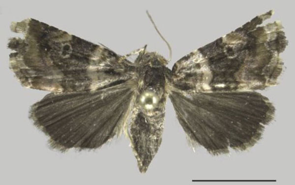 /filer/webapps/moths/media/images/B/bicolora_Ozarba_AF_ZMJU.jpg