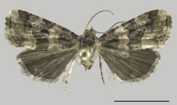 /filer/webapps/moths/media/images/B/bicolora_Ozarba_AM_ZMJU.jpg