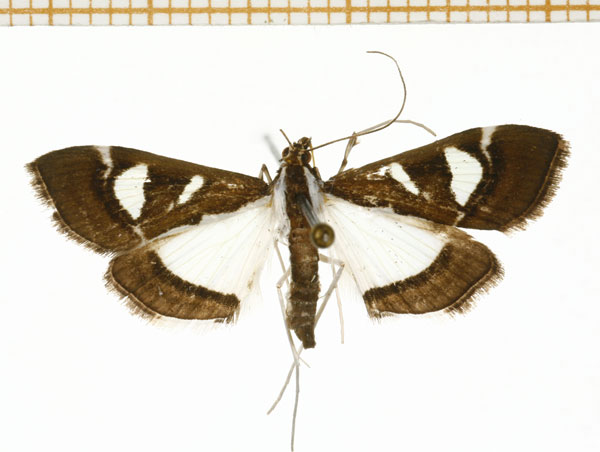 /filer/webapps/moths/media/images/B/bicoloralis_Glyphodes_A_DePrins.jpg