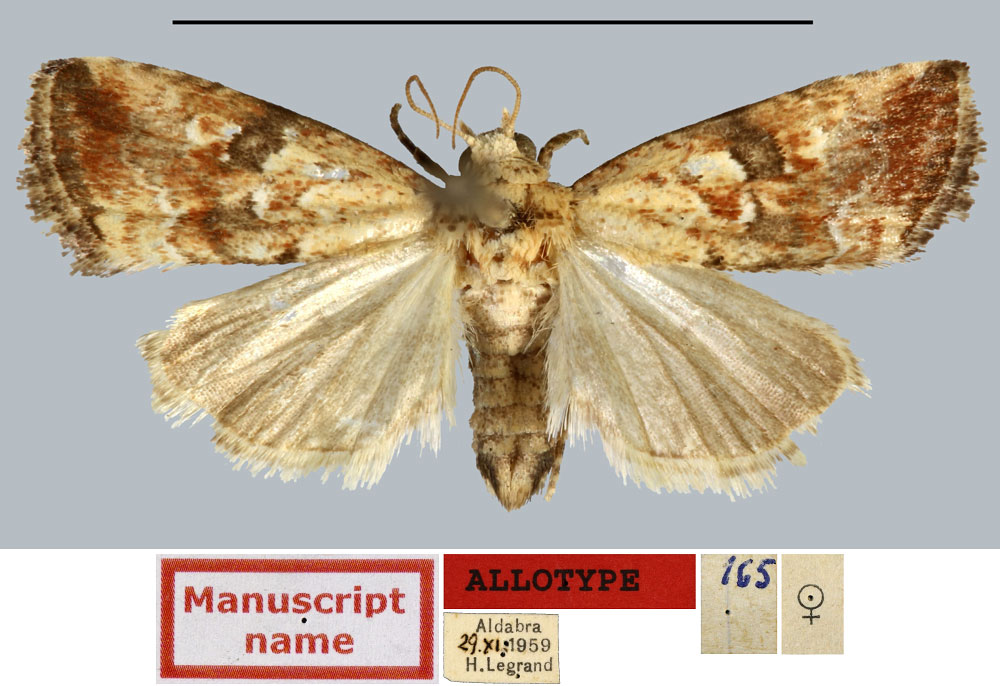 /filer/webapps/moths/media/images/B/bicolorana_Rivula_AT_MNHN.jpg