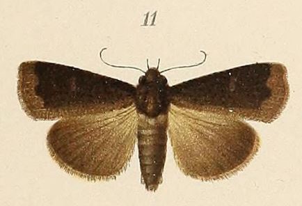 /filer/webapps/moths/media/images/B/bicolorata_Amphipyra_HT_Voeltzkow_6-11.jpg