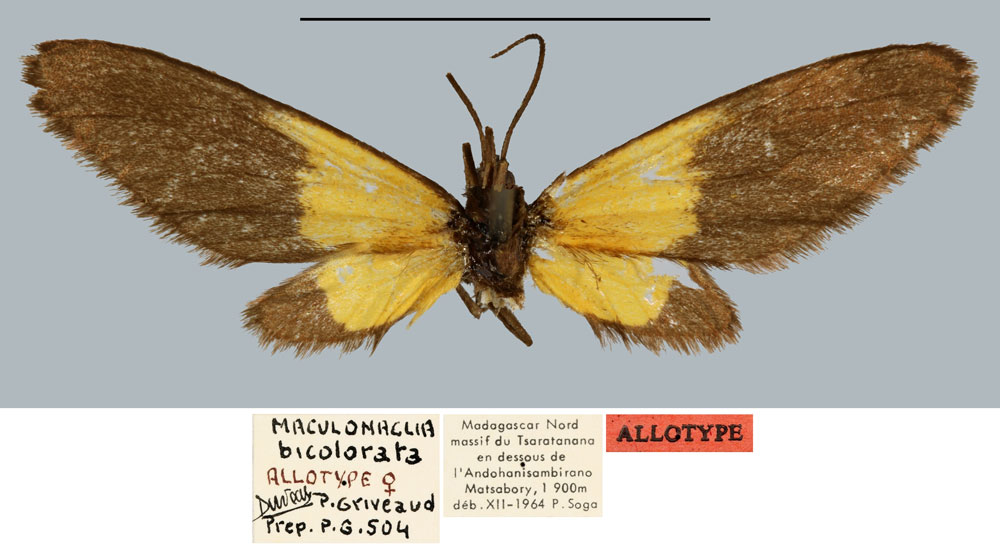 /filer/webapps/moths/media/images/B/bicolorata_Maculonaclia_AT_MNHN.jpg