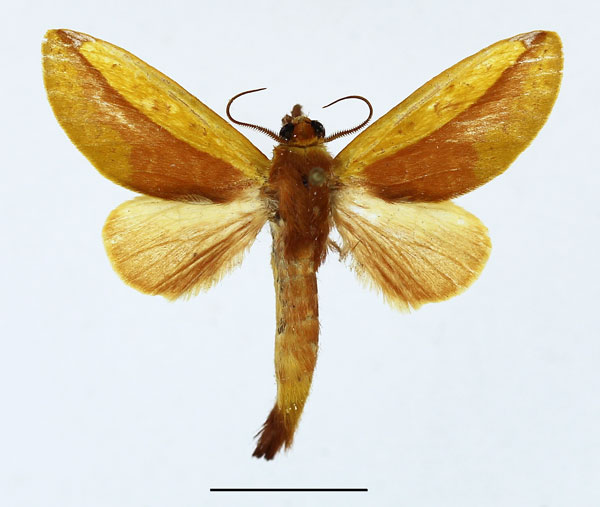 /filer/webapps/moths/media/images/B/bicolorata_Scalmicauda_AM_Basquin_01.jpg