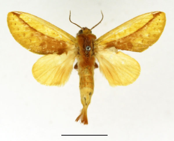 /filer/webapps/moths/media/images/B/bicolorata_Scalmicauda_AM_Basquin_02.jpg