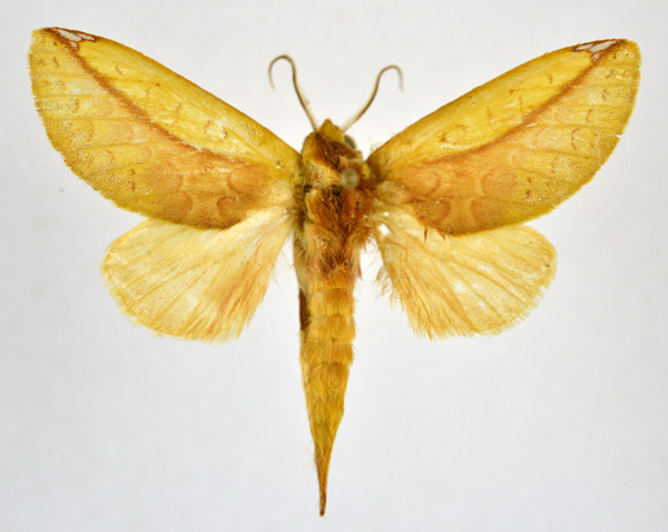 /filer/webapps/moths/media/images/B/bicolorata_Scalmicauda_AM_NHMO.jpg