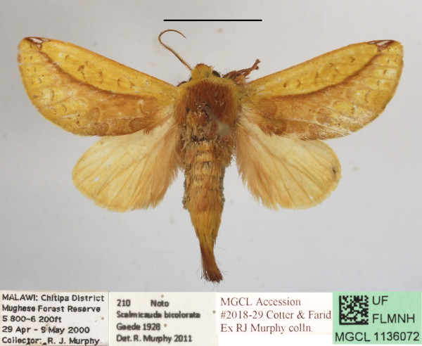 /filer/webapps/moths/media/images/B/bicolorata_Scalmicauda_A_MGCLa_01.JPG