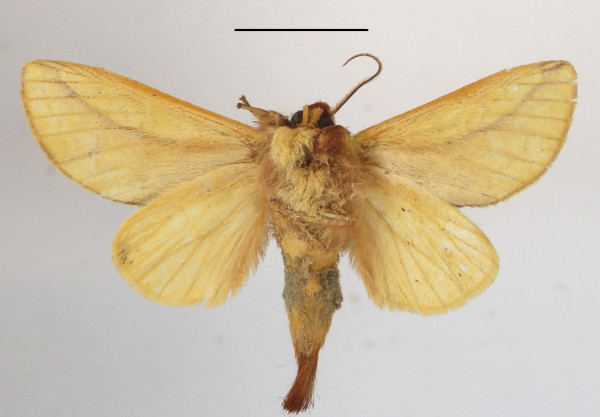 /filer/webapps/moths/media/images/B/bicolorata_Scalmicauda_A_MGCLb_01.JPG