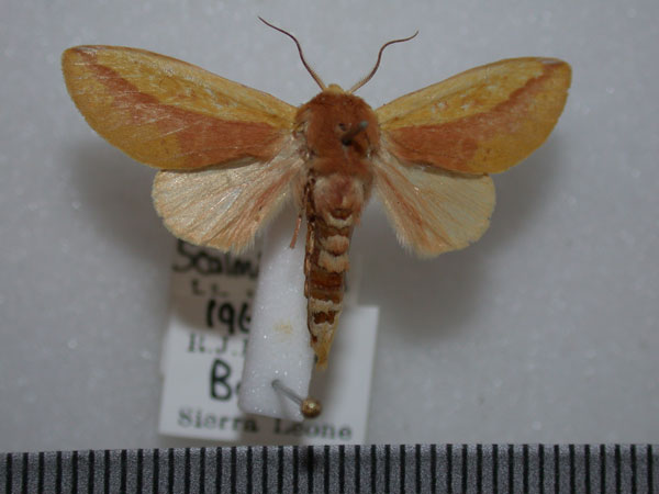 /filer/webapps/moths/media/images/B/bicolorata_Scalmicauda_A_Revell.jpg