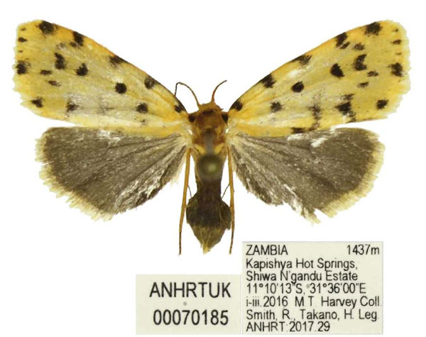 /filer/webapps/moths/media/images/B/bicolorata_Siccia_AF_ANHRT.jpg