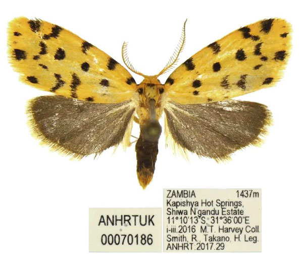 /filer/webapps/moths/media/images/B/bicolorata_Siccia_AM_ANHRT.jpg