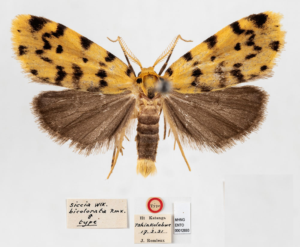 /filer/webapps/moths/media/images/B/bicolorata_Siccia_HT_MHNG.jpg