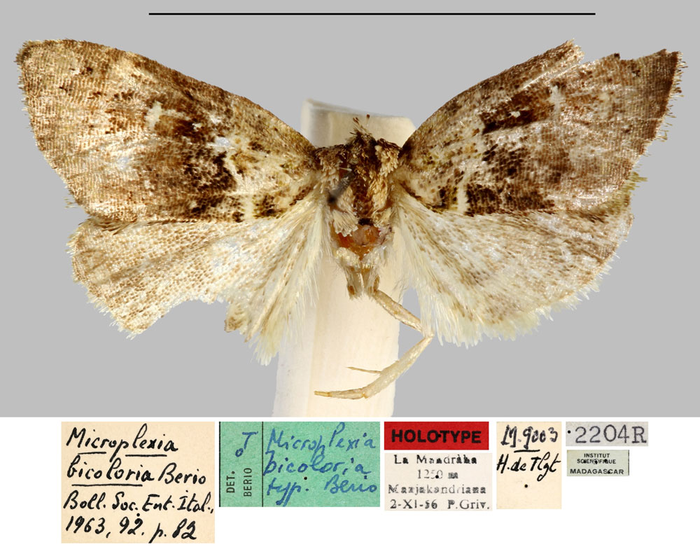 /filer/webapps/moths/media/images/B/bicoloria_Microplexia_HT_MNHN.jpg