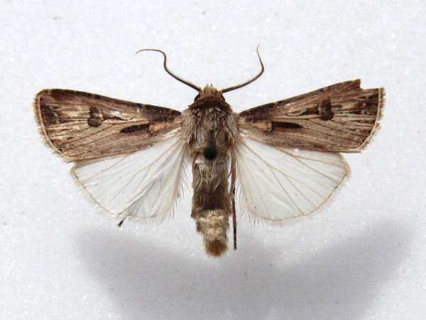 /filer/webapps/moths/media/images/B/biconica_Agrotis_AM_Goff.jpg