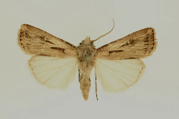 /filer/webapps/moths/media/images/B/biconica_Agrotis_AM_RMCA.jpg