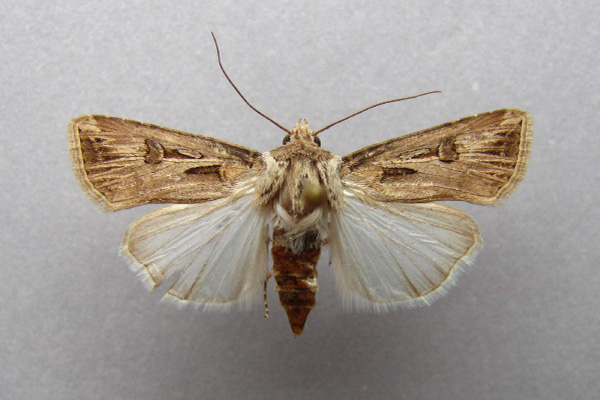 /filer/webapps/moths/media/images/B/biconica_Agrotis_A_Baron.jpg