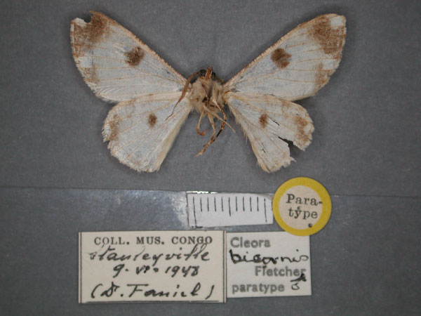/filer/webapps/moths/media/images/B/bicornis_Cleora_PT_RMCA_02.jpg