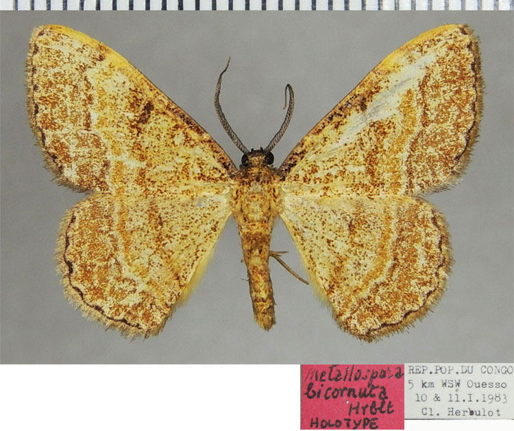 /filer/webapps/moths/media/images/B/bicornuta_Metallospora_HT_ZSMa.jpg