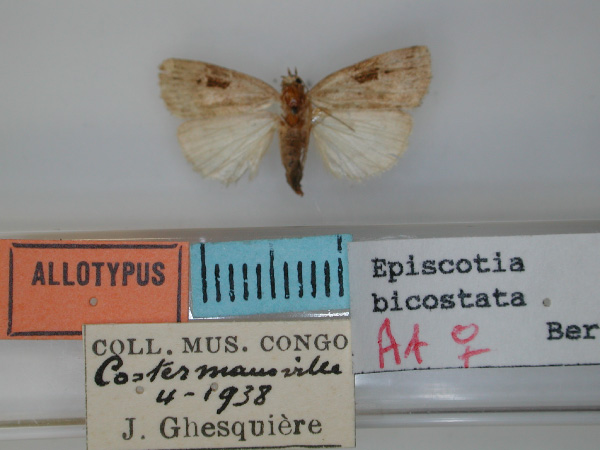 /filer/webapps/moths/media/images/B/bicostata_Episcotia_AT_RMCA.jpg