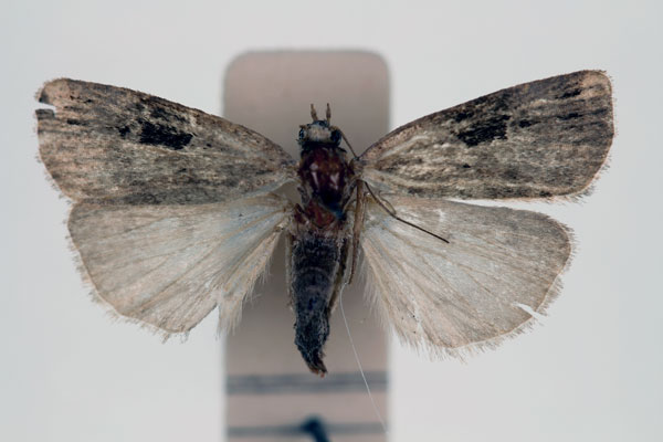 /filer/webapps/moths/media/images/B/bicostata_Episcotia_AT_RMCA_02.jpg