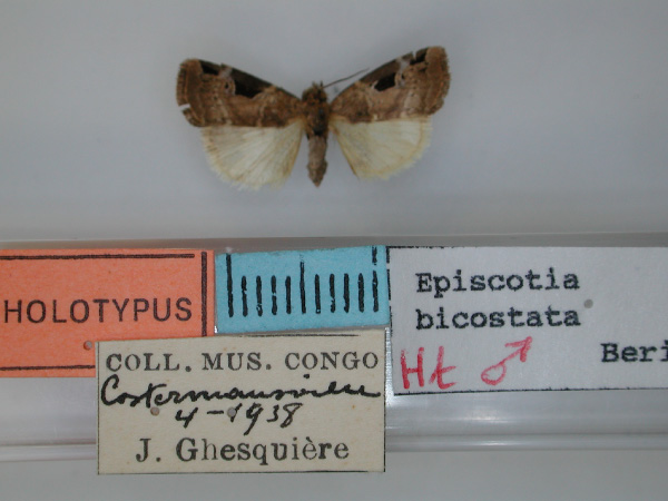 /filer/webapps/moths/media/images/B/bicostata_Episcotia_HT_RMCA.jpg