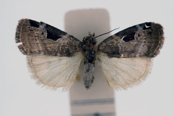 /filer/webapps/moths/media/images/B/bicostata_Episcotia_HT_RMCA_02.jpg