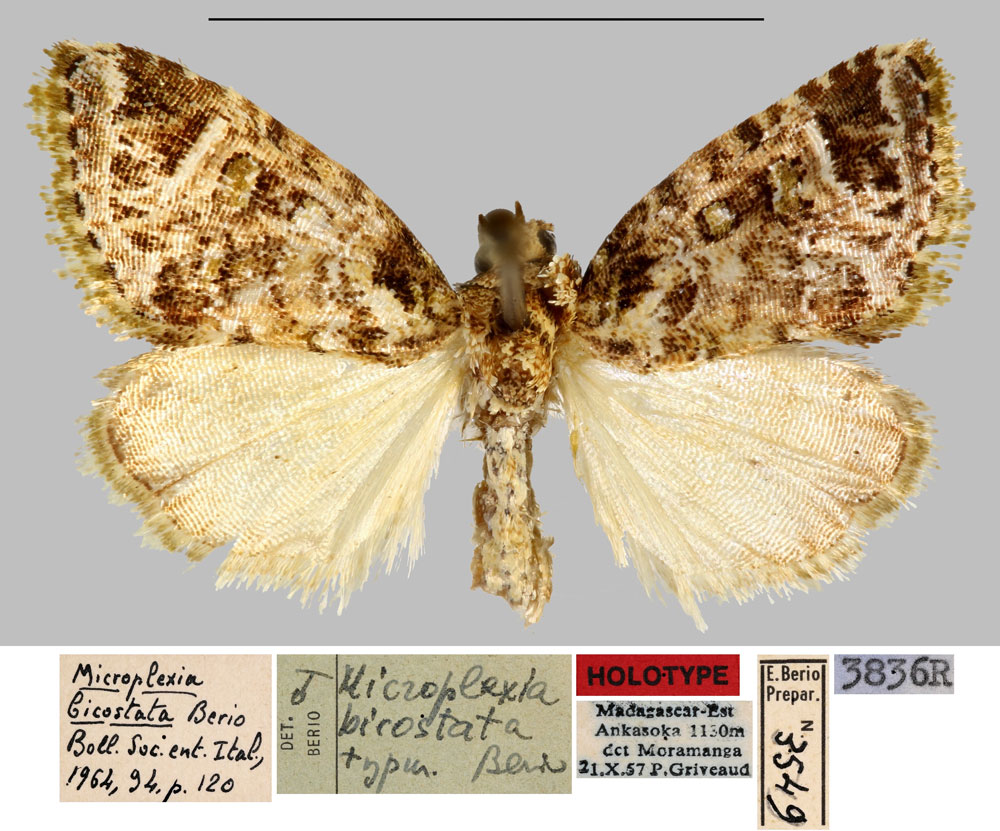 /filer/webapps/moths/media/images/B/bicostata_Microplexia_HT_MNHN.jpg